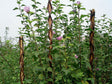 Tyč 190cm STREND PRO Garden Willow proutěná
