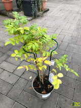 Podpěra rostlin 45cm