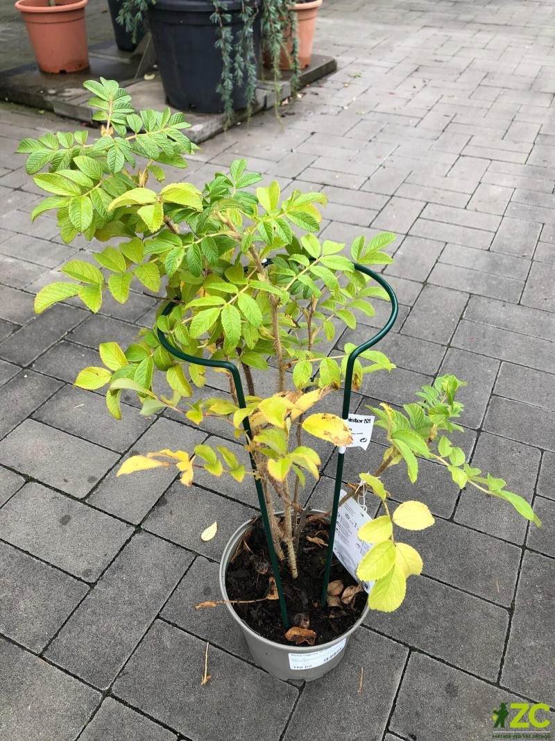 Podpěra rostlin 70cm